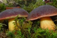 Полска гъба