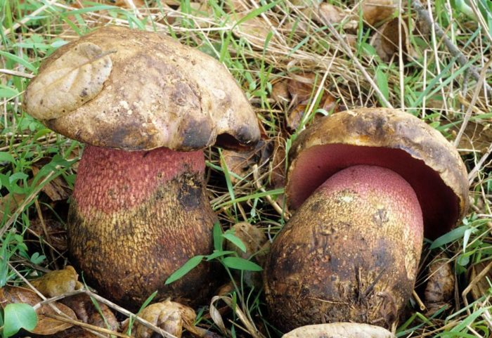 Boletus