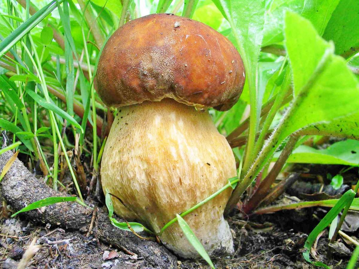 Eiken boletus