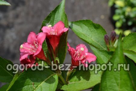 Weigela laipsnio Bristol Ruby