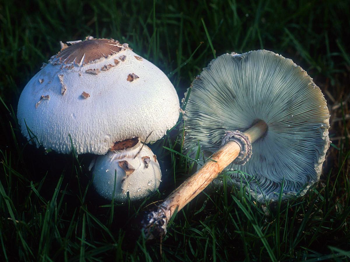 chlorophyllum