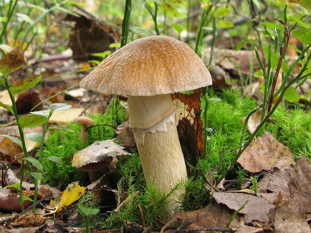 Гръбна шапка с форма на пръстен