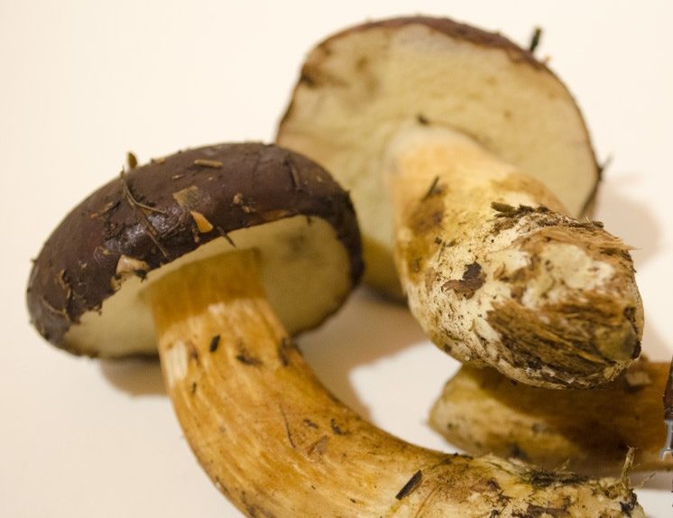 Съхранение на полски гъби