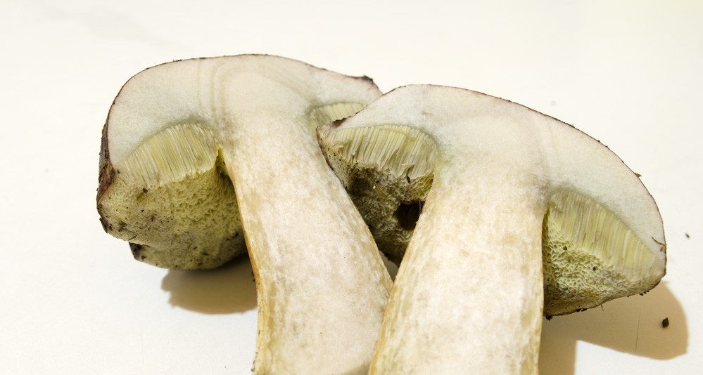 Накисване на полски гъби