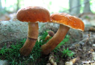 Ложни мохови лодки