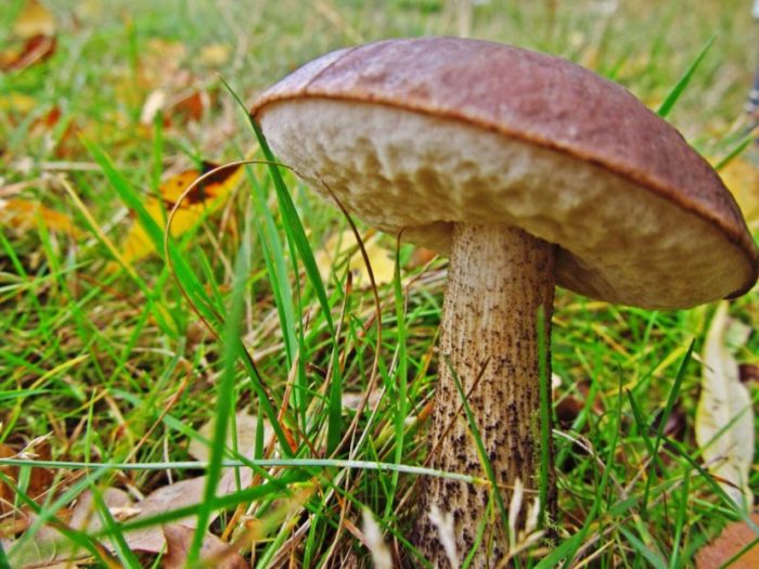 Boletus
