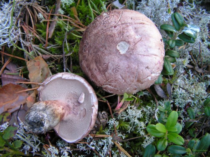 Къпина гъба