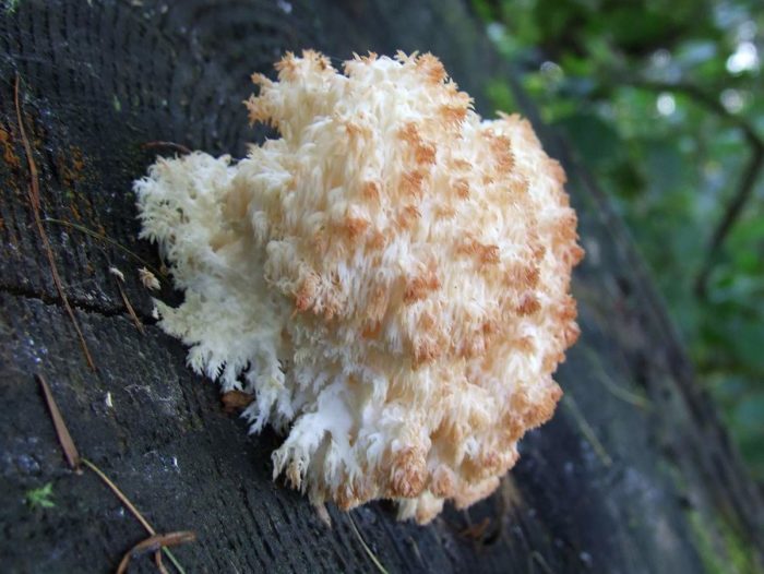 Къпина гъба