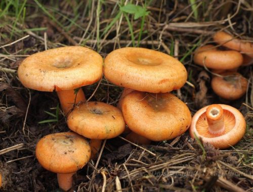 Champignons Champignons