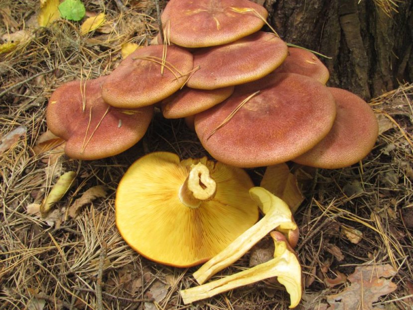 вид ядива гъба