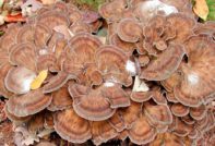 Рамска гъба