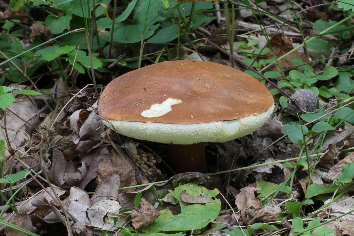 Gyroporus kastanje