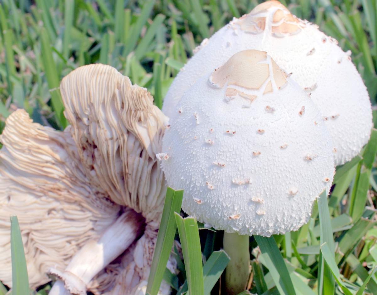 chlorophyllum