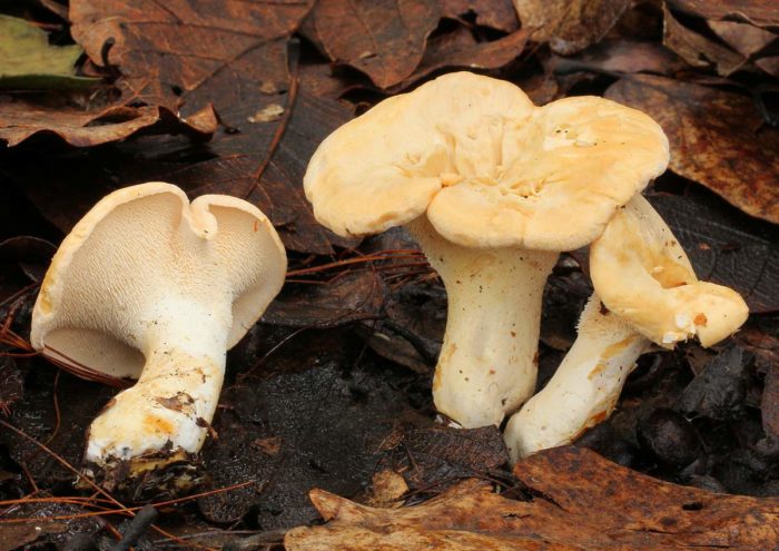 Жълт таралеж