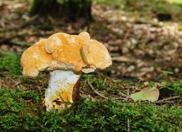 Жълт таралеж