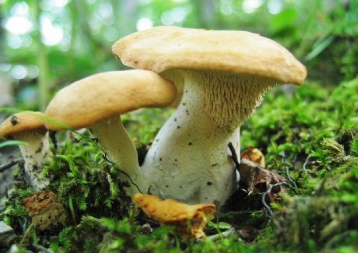 Жълт таралеж