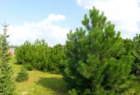 Засаждане на бор на сайта