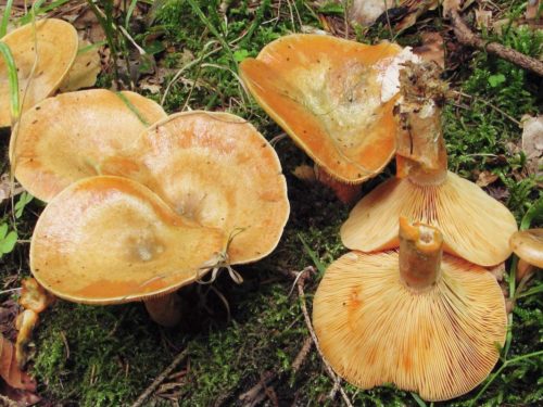 Champignons Champignons