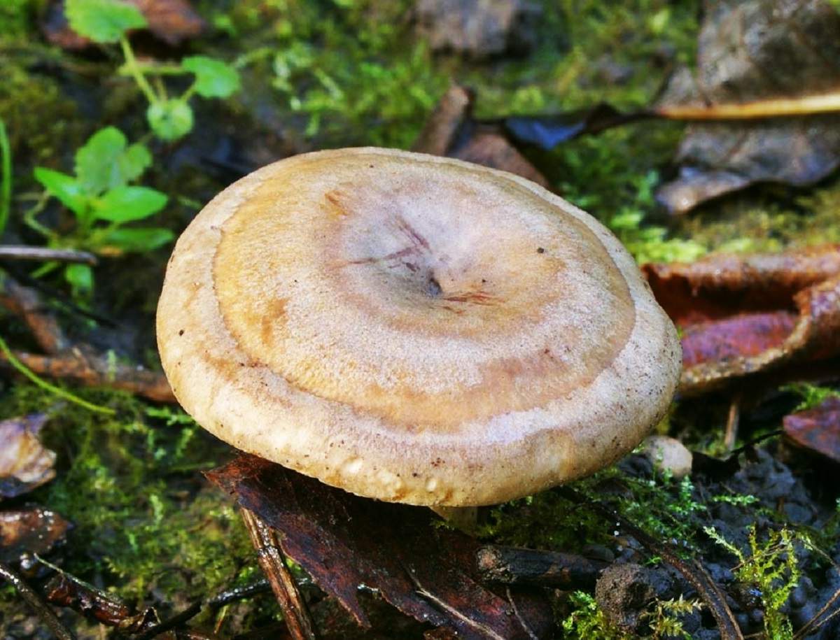 Pieniškas pieniškas pienas