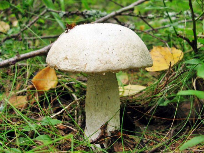 orange-cap boletus