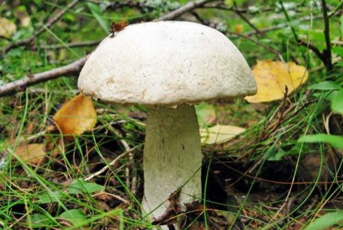 Boletus wit