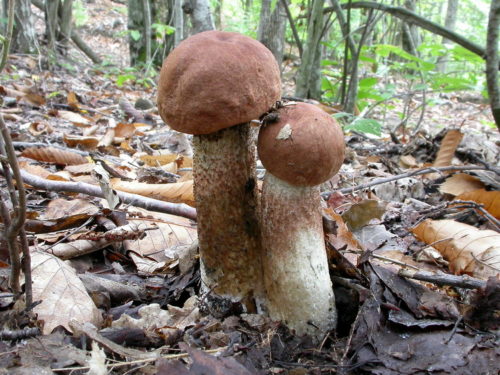 Leccinum eiken