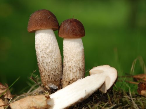 Leccinum eiken