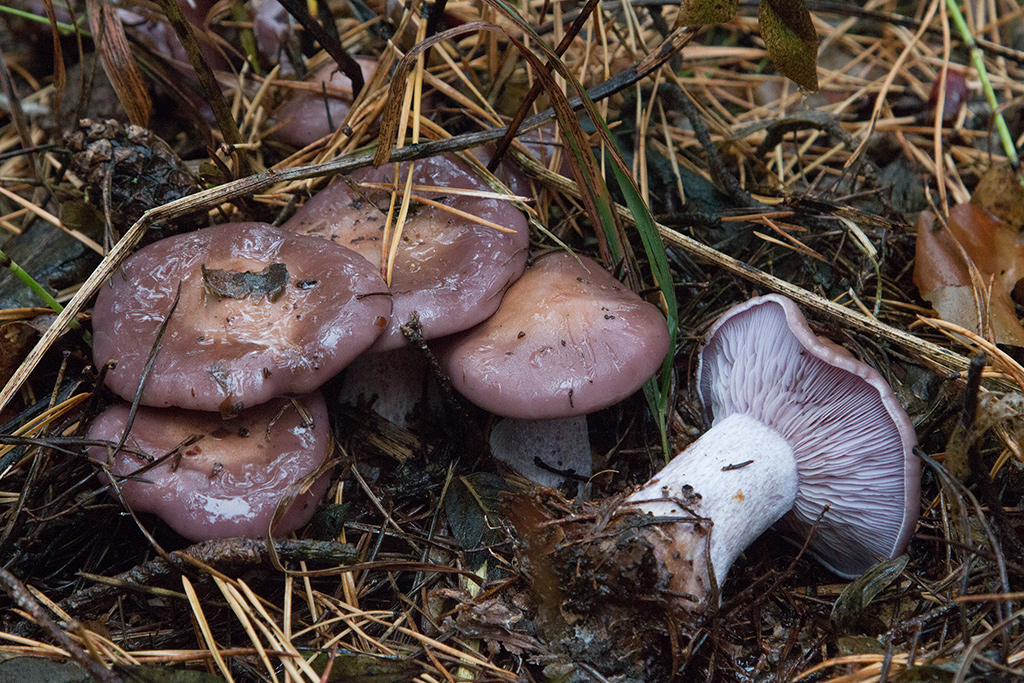 Редът от лилаво