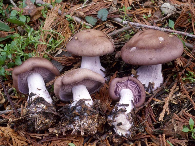 Редът от лилаво