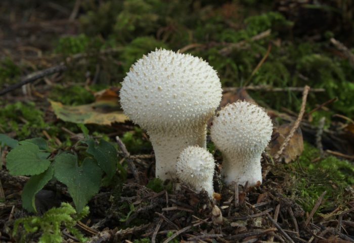 puffball