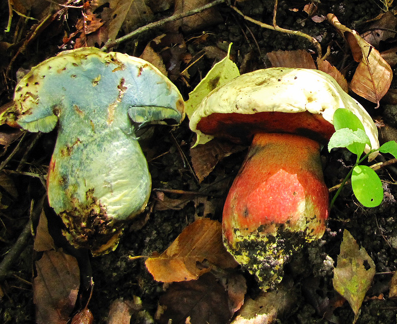 Сатанинска гъбена каша