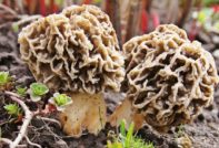 мръчкулите