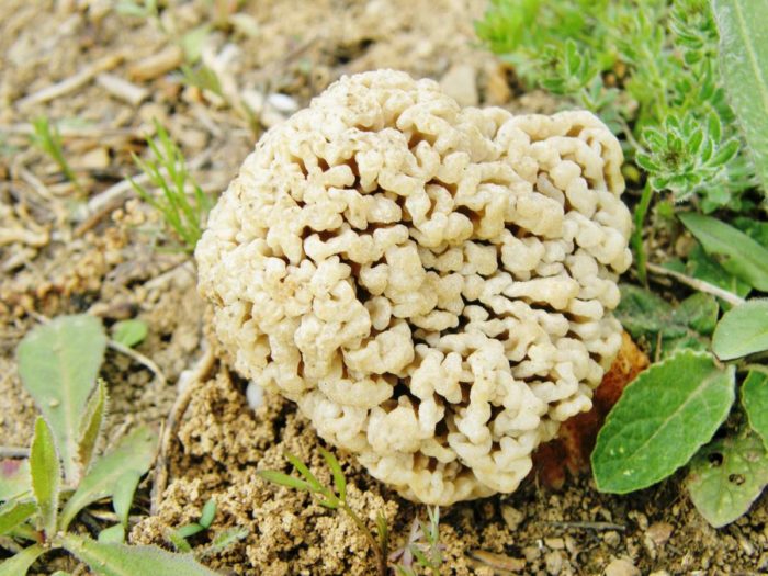 Thảo nguyên Morel