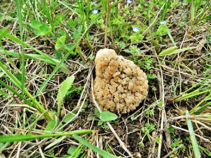 Thảo nguyên Morel