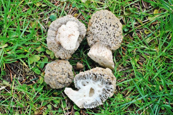 Thảo nguyên Morel