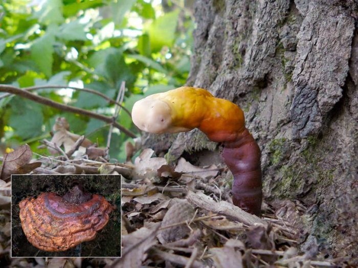 Гъбичките от Tinder лакирани