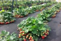 Strawberry Processing in Autumn
