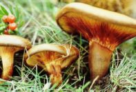 Тънка свиня