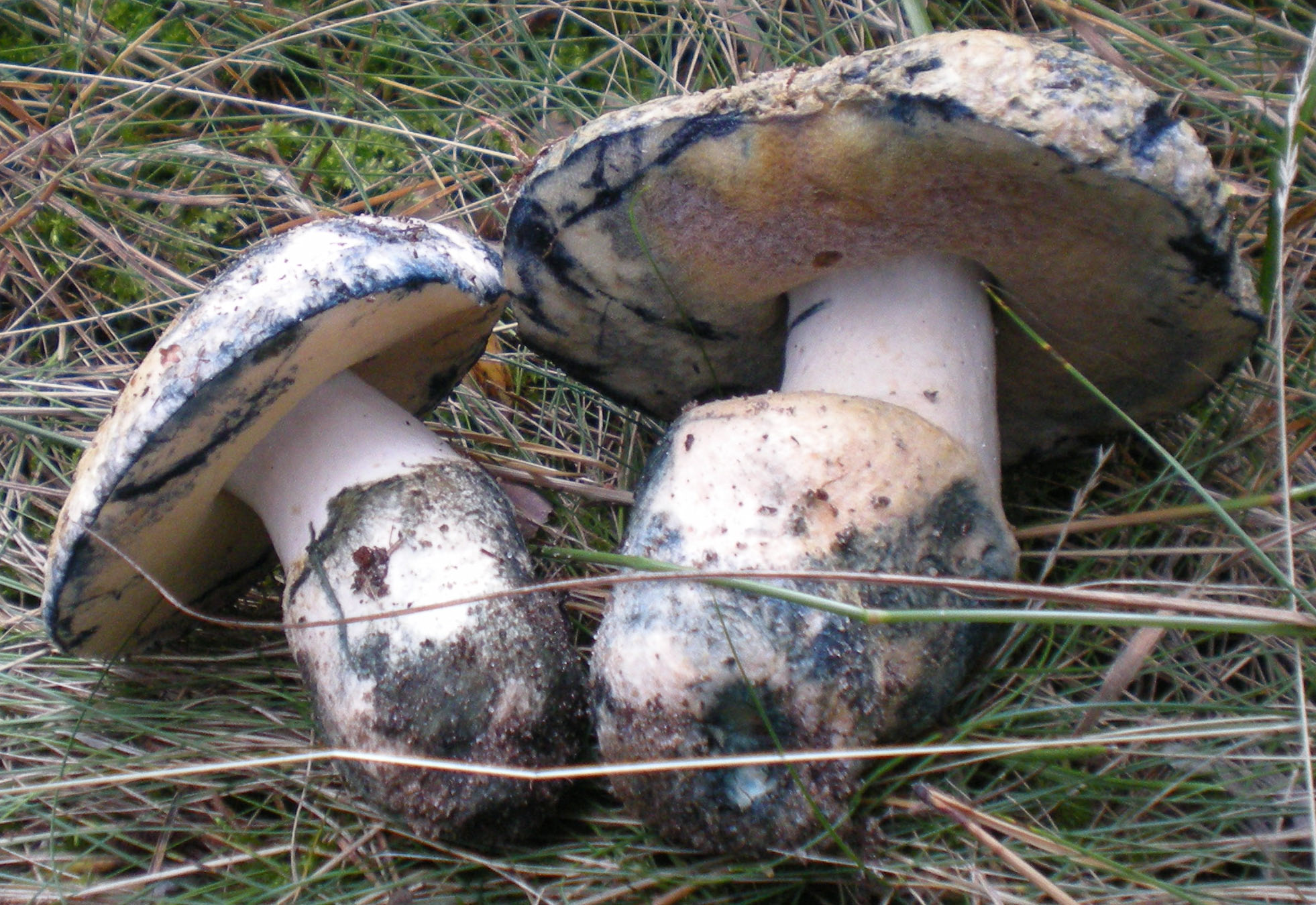 Paddestoelen blauwe plek