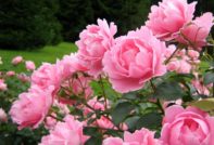 Приготвяне на божури за зимата