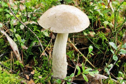 Boletus wit
