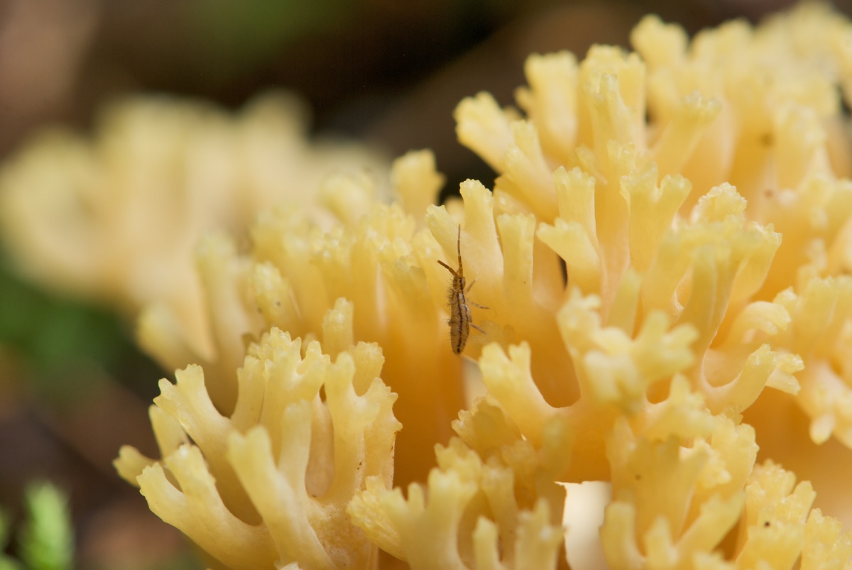 Ramaria geel
