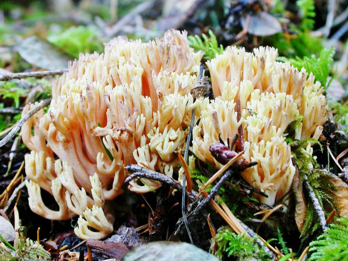 Ramaria mooi