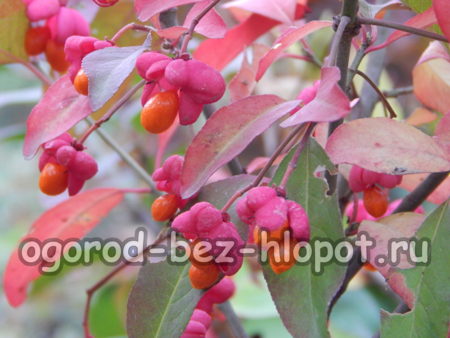 מגוון אשד אדום