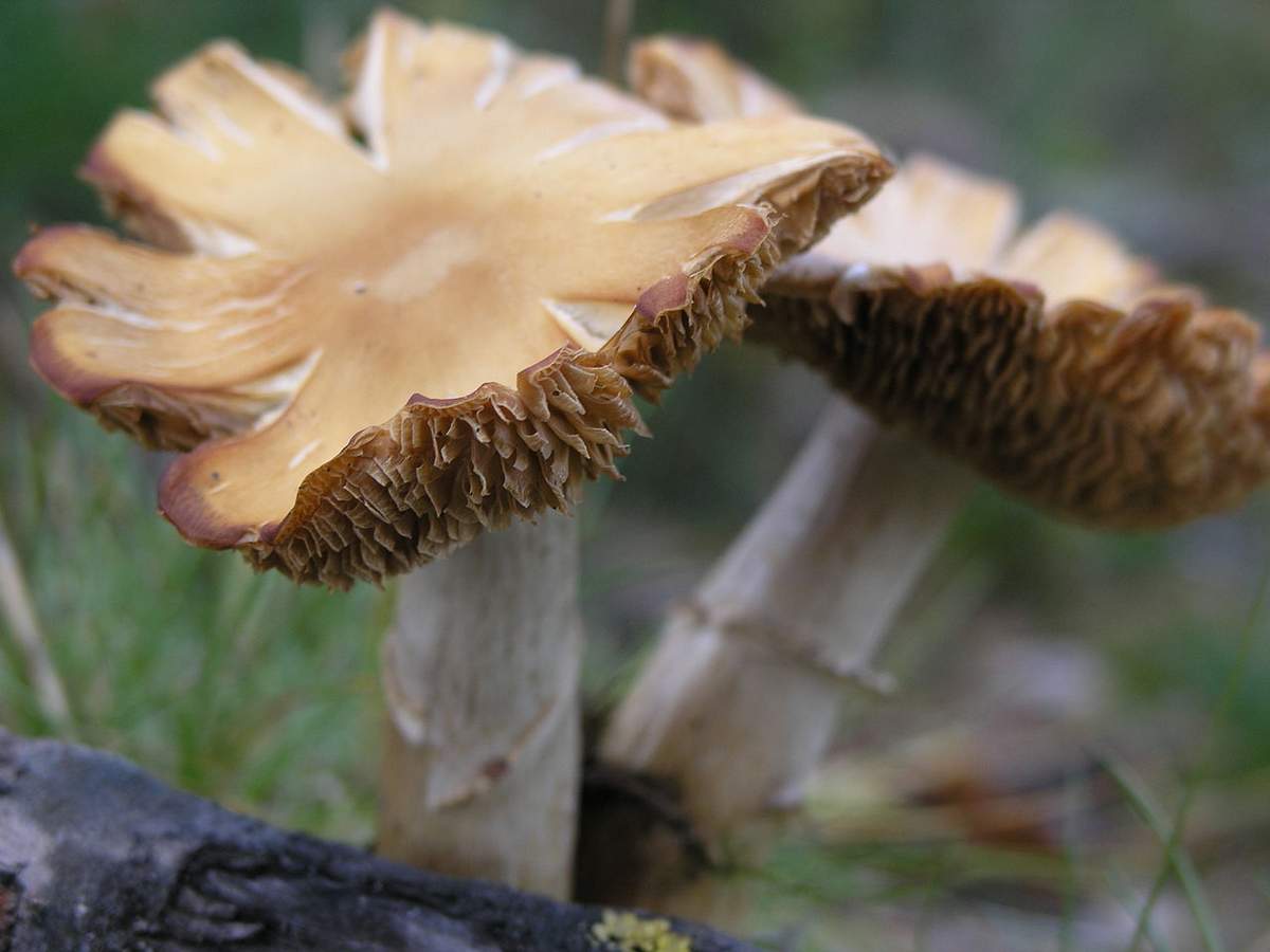 Бране на пиле