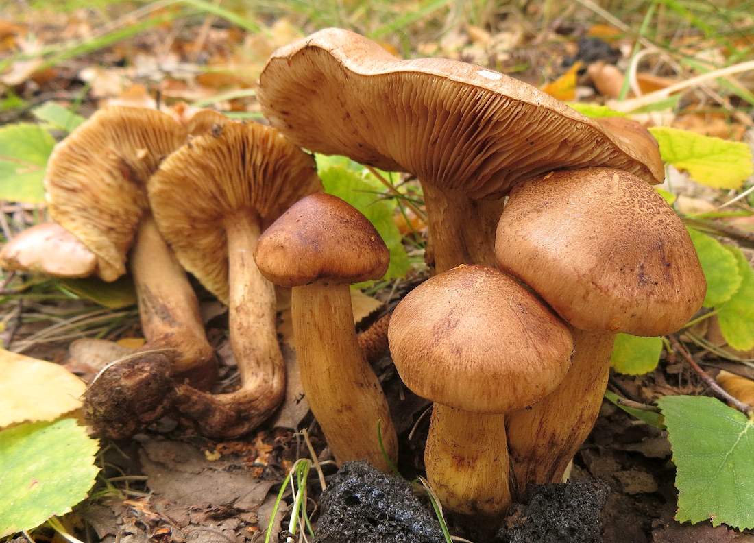 Жълто-кафяво гребане