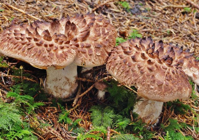 Пъстра таралеж