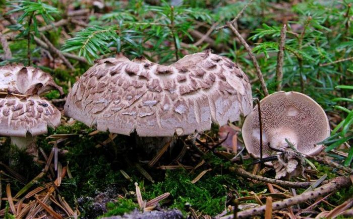 Пъстра таралеж