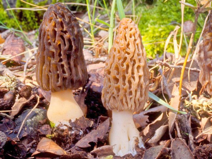 Morel cao