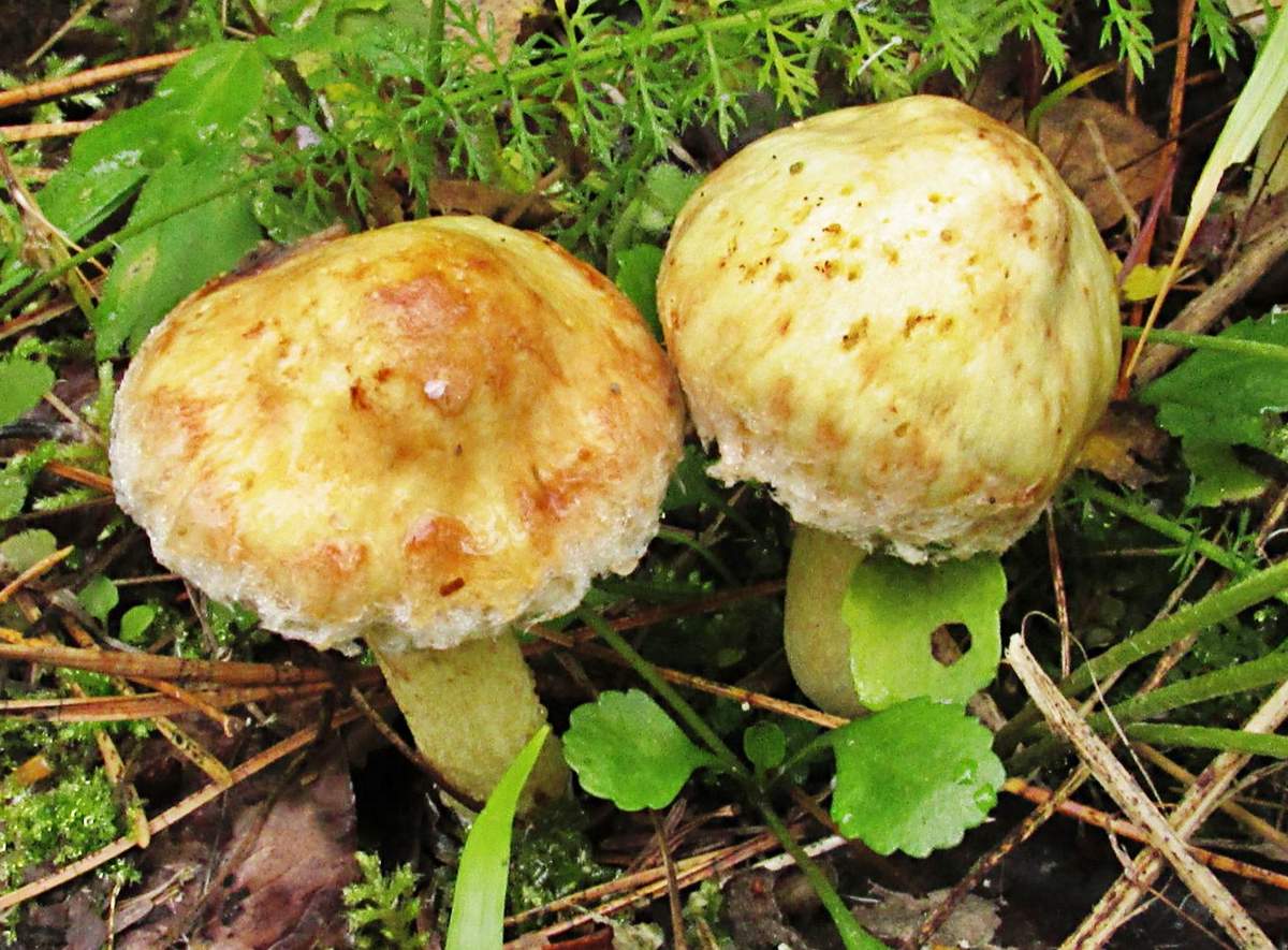 Siberische botervloot